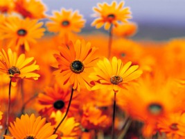 Garden [320x200].jpg